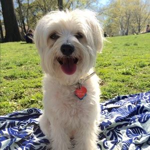 Meet Posh Ambassador, Elsie 🐶❤️🐶